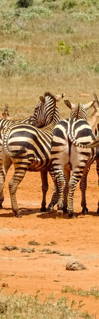 Kenias Tierwelt im Rollstuhl entdecken